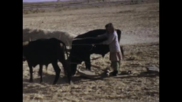 Istanbul Turkiye Maj 1975 Vintage Bilder Turkiska Jordbrukare Som Använder — Stockvideo