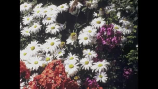 Paris França Junho 1965 Filmagem Vintage Belo Jardim Primavera Plena — Vídeo de Stock