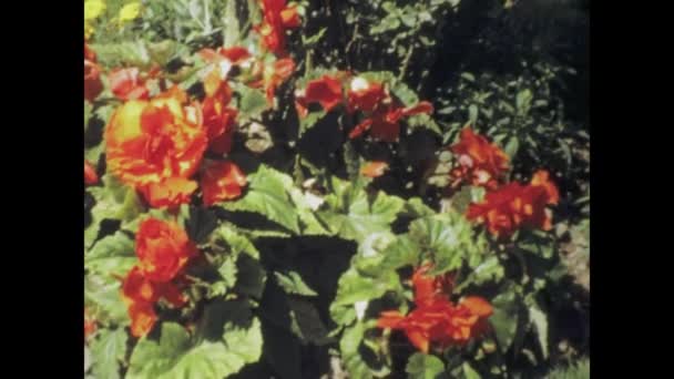 1965年6月のパリ 美しく維持された春の庭のヴィンテージ映像 — ストック動画