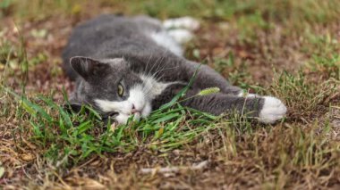 Şirin bir ev kedisi yeşil çimenlerin üzerinde huzur içinde dinleniyor..