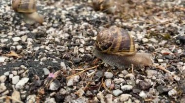 Makro çekimlerde yavaş hareket eden bir salyangozun karmaşık detaylarını yakına çekiyoruz..