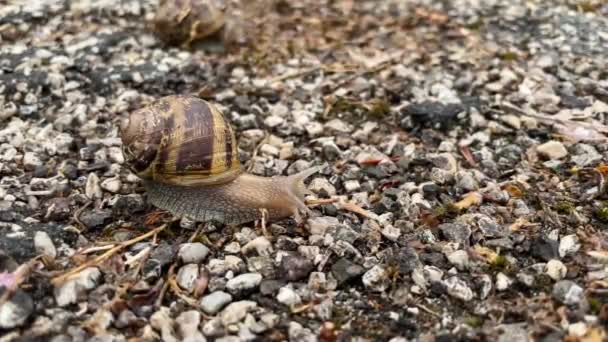 Close Footage Capturing Intricate Details Snail Moving Slowly Macro Shot — Stock Video