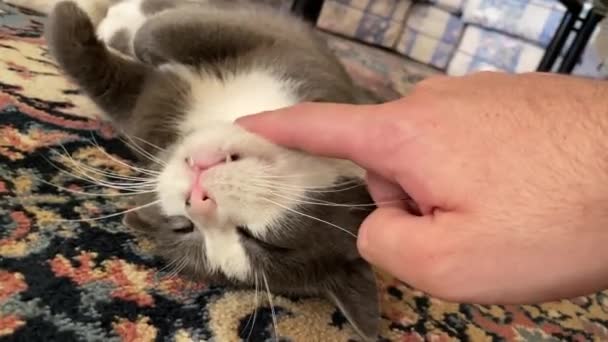 カーペットの上に横たわるリラックスした家猫を世話する人間の手 — ストック動画