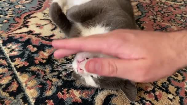 Menselijke Hand Strelen Een Ontspannen Huiskat Liggend Een Tapijt — Stockvideo