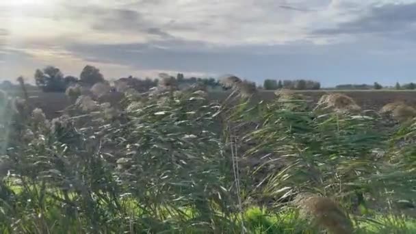 Autumnal View Lush Grass Ditch Picturesque Italian Countryside — Stock Video