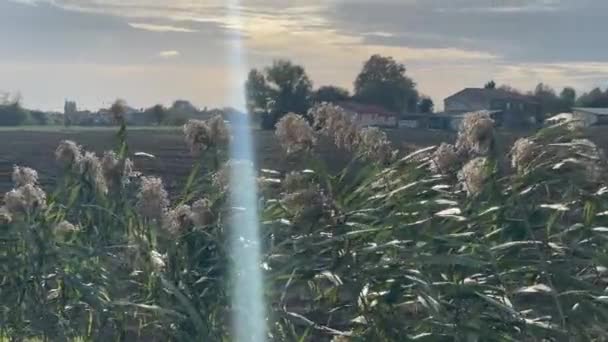 Talya Nın Pitoresk Kırsalındaki Bir Hendekte Yemyeşil Çimlerin Sonbahar Manzarası — Stok video