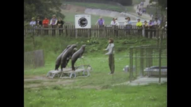 Лондон Великобритания Май 1972 Винтажные Кадры Захватывающего Выступления Тюленей Которое — стоковое видео