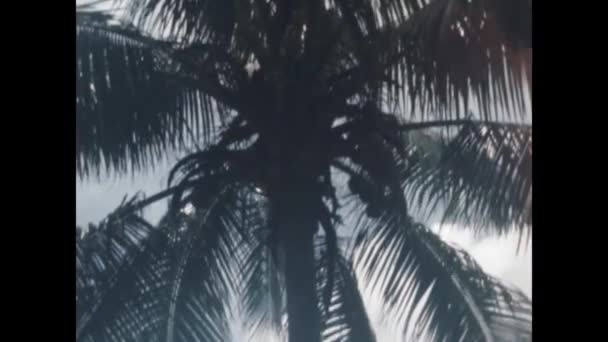 Panama Şehri Panama Haziran 1960 1960 Larda Bir Hindistan Cevizini — Stok video