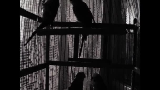 Kiev Ucrânia Maio 1960 Filmagem Vintage Captura Silhuetas Gaiolas Pássaros — Vídeo de Stock