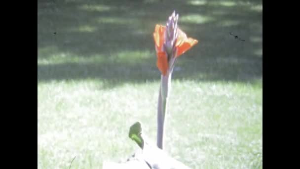 Phoenix Statele Unite Iunie 1975 Vibrant Time Lapse Înfățișează Flori — Videoclip de stoc