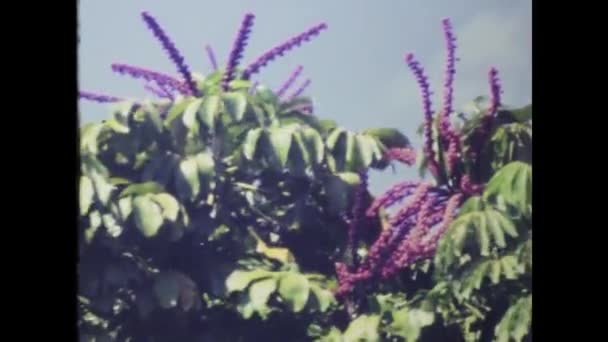 Waimea Hawaii Ιούνιος 1970 Μακρο Λεπτομέρεια Από Λουλούδια Της Χαβάης — Αρχείο Βίντεο