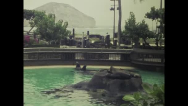 Гонолулу Гавайи Июнь 1970 Кадры Игривыми Тюленями Зоопарке 1970 Годов — стоковое видео
