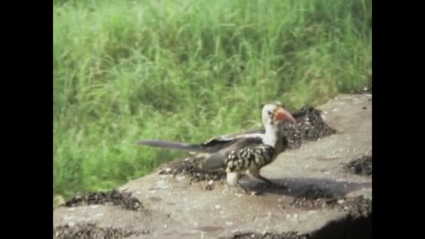 1975年6月 ケニアのツォヴァ 1970年代 アフリカの荒野に囲まれたキラグニ セレーナ サファリ ロッジで多様な鳥類を撮影した映像 — ストック動画