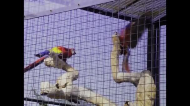 奥地利维也纳 1975年5月 1970年代关在笼子里的小鸟的形象 — 图库视频影像