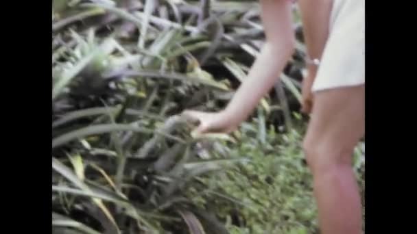 Caracas Venezuela Juin 1975 Images Des Années Sur Culture Ananas — Video