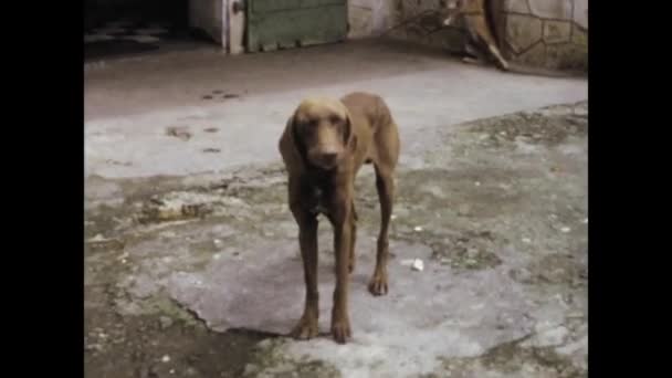 1975年6月至1970年代 马提尼克岛法兰西堡 一个孩子用链条抱着一只可爱的狗 象征着他对虐待动物的早期认识 — 图库视频影像