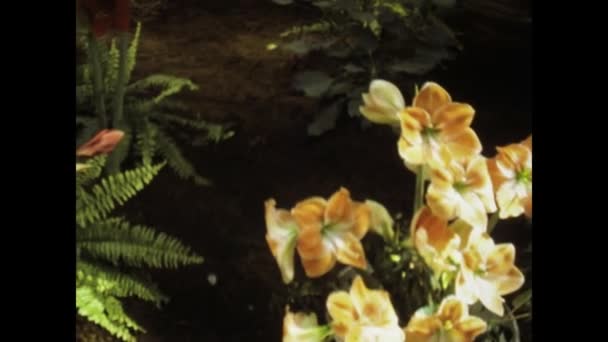 Амстердам Голландія Червень 1975 Вінтажні Кадри Відображають Яскраві Голландські Весняні — стокове відео