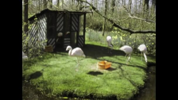 Amsterdam Belanda Juni 1975 Rekaman Kuno Menangkap Flamingo Beristirahat Tepi — Stok Video