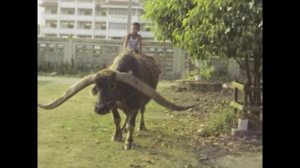 Lamphun Thailand June 1975 Footage Child Riding Large Horned Buffalo — Stock Video