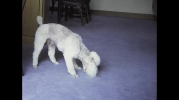 1978年6月 オーストリア シュラバブルク 1970年代のシックな雰囲気の中で床で食事をしていたエレガントな犬のヴィンテージ映像 — ストック動画