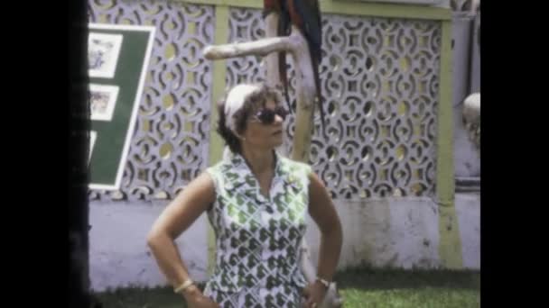 西班牙特内里费岛可能是1975年 在70年代 游客们在参观特内里费岛时 会惊叹于笼中五彩斑斓的鹦鹉 这是一次生动的野生动物体验 — 图库视频影像