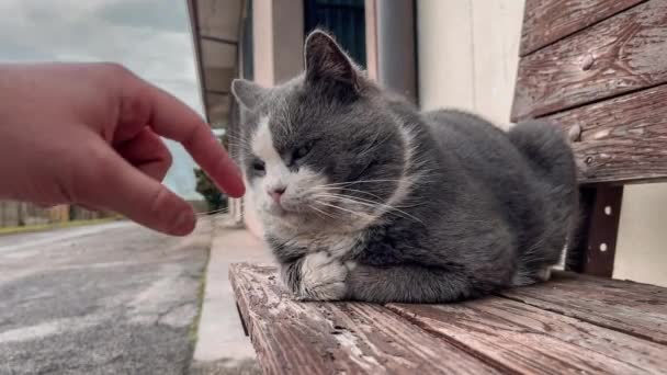Μια Γκρι Και Άσπρη Γάτα Κάθεται Ήρεμα Ένα Ξύλινο Παγκάκι — Αρχείο Βίντεο