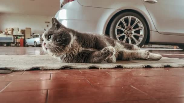 Brudny Zabłąkany Kot Rozrzucony Wycieraczce Garażowej — Wideo stockowe