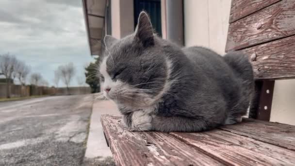 Szary Biały Kot Spokojnie Siedzi Drewnianej Ławce Rozglądając Się Dookoła — Wideo stockowe