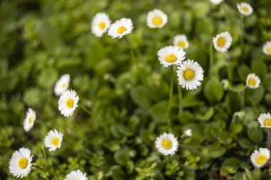 Daisies bloom amidst lush green grass in the Po Valley, Italy. clipart
