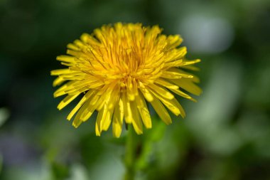 Po Valley, İtalya 'da canlı sarı bir karahindiba çiçeğinin detaylı bir görüntüsü..