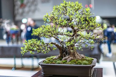Titizlikle hazırlanmış bir bonsai ağacı güzel açıkta, minyatür peyzaj sanatını sergiliyor..