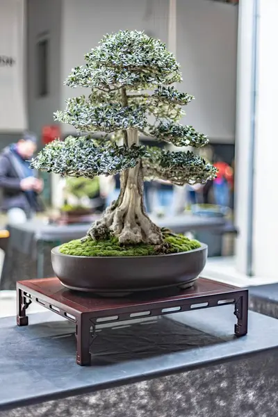 stock image A meticulously crafted bonsai tree beautifully exposed, showcasing the art of miniature landscaping.