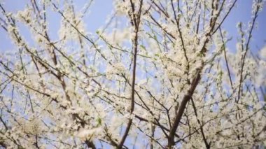 İtalya 'nın Po Vadisi' ndeki bir ağaç dallarının her tarafında açan bol miktarda beyaz çiçeklerle süslenmiş..