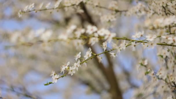 Drzewo Dolinie Włoszech Ozdobione Mnóstwem Białych Kwiatów Kwitnących Jego Gałęziach — Wideo stockowe