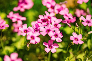 Oxalis Articulata canlı bir bahar çayırında çiçek açıyor, narin pembe çiçekler sergiliyor..