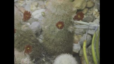 Büyük Büküm Ülkesi, ABD Haziran 1975: Big Bend Country 'deki bitki örtüsü ve çiçeklerin 1970' lerde doğal güzelliği ve çeşitli bitki örtülerini yakaladığı klasik görüntüler