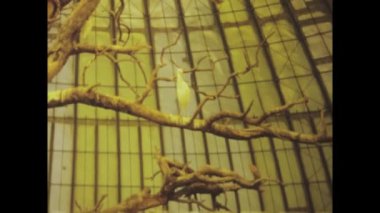 Büyük Kanyon, Birleşik Devletler 1974: ABD 'deki bir sürüngen evinin 1970' lerde çeşitli sürüngenleri ve serginin atmosferini yakaladığı klasik görüntüler