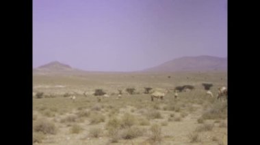 Nairobi, Kenya Haziran 1975: 1970 'lerde geniş Afrika savanasında dolaşan develerin nostaljik bir bakışı.