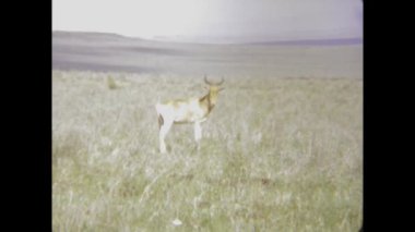 Nairobi, Kenya Haziran 1975: Afrika savanasının doğal manzarasının 1970 'lerdeki engin manzaralarını ve vahşi yaşamını gösteren klasik görüntüler