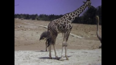 New Orleans, Amerika Birleşik Devletleri 1975: 1970 'lerde hayvanat bahçesindeki çeşitli hayvanların doğal yaşam ve doğal yaşam alanlarını görüntülemesi