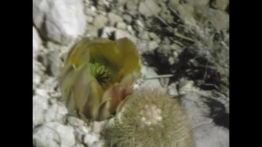 Big Bend Country, ABD 1975: Big Bend Country 'deki çiçeklerin ve bitki örtüsünün 1970' lerdeki doğal güzelliği ve çeşitli bitki yaşamını yakaladığı klasik görüntüler