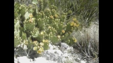 Big Bend Country, ABD 1975: Big Bend Country 'deki çiçeklerin ve bitki örtüsünün 1970' lerdeki doğal güzelliği ve çeşitli bitki yaşamını yakaladığı klasik görüntüler