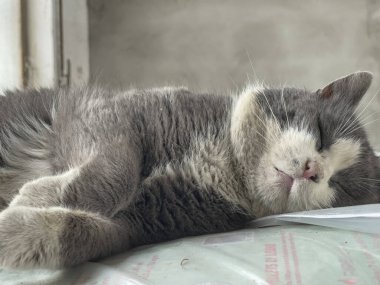 Gri ve beyaz bir kedi, kapalı bir ortamda plastik bir torba üzerinde huzur içinde uyuyor.