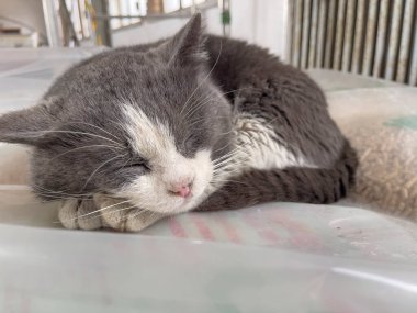 Gri ve beyaz bir kedi, kapalı bir ortamda plastik bir yüzeyde kestiriyor.