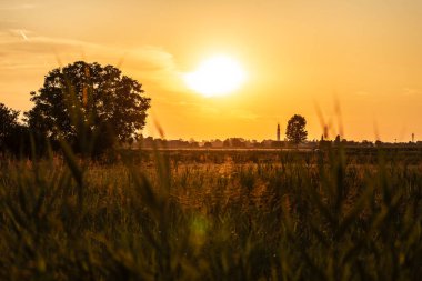 Büyüleyici altın günbatımı, canlı bir gökyüzünün altında ağaçların siluetleri ve uzak binalarla kırsal bir araziyi aydınlatıyor..