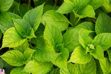 Canlı yeşil ortanca yapraklarının yakın çekimi gür dokularını ve doğal güzelliklerini gözler önüne seriyor..