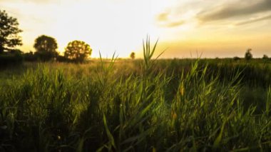 Nefes kesen altın bir günbatımı, dingin ve huzurlu bir atmosferi olan tarlaları ve ağaçları aydınlatıyor..