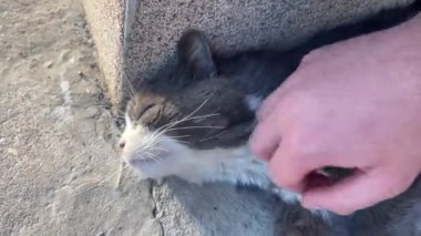 Rahatlamış bir sokak kedisini nazikçe okşayan bir insan yerde yatar, şefkat ve ilgi gösterir..