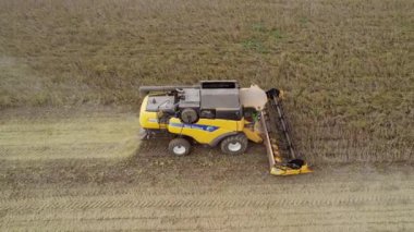 Villanova, İtalya 18 Ekim 2024: Sarı, tarladan geçen soya fasulyelerini topluyor