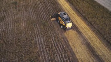 Villanova, İtalya 18 Ekim 2024: İnsansız hava araçları tarafından ele geçirilen soya hasadını birleştiren tarım makineleri hasat mevsiminde faaliyet gösteriyor